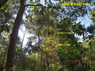 13_Koalas male & female breeding activity_1Dec2014.jpg